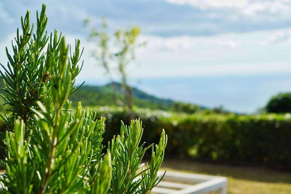 B&B Il Piccolo Paradiso Montenero  ภายนอก รูปภาพ
